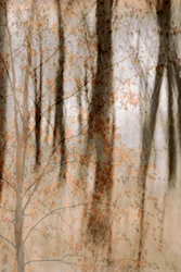 Les bois en automne