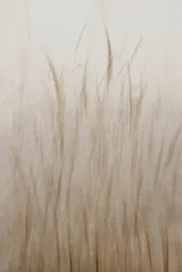 Beige clair herbe