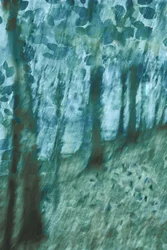 Forêt bleu-vert tendre