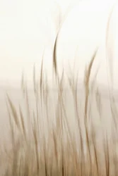 Herbe douce et ondulante