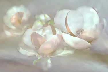 Fleurs de magnolia délicates