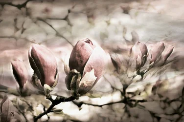 Bourgeons de magnolia doux