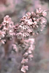 Fleurs rose pâle