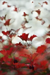 Feuillage rouge tendre