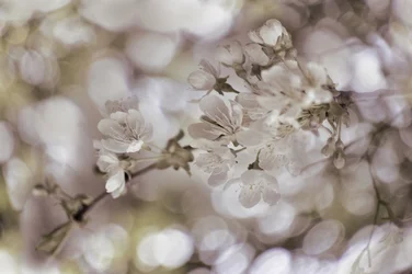 Fleurs printanières délicates
