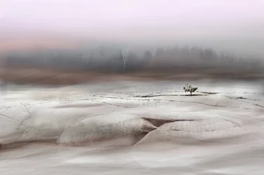 Un arbre solitaire en hiver