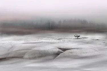 Un arbre solitaire en hiver