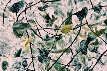 Feuilles d