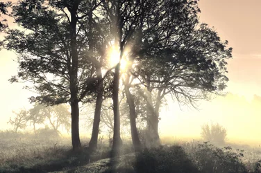 Arbres brumeux baignés de soleil