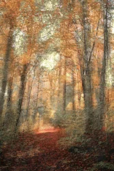 Sentier forestier ensoleillé