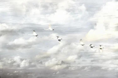 Des cygnes en vol
