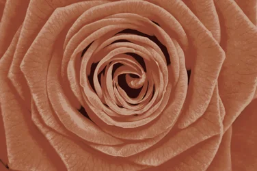 Détail de la rose en terre cuite