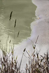 Herbe des rives paisibles