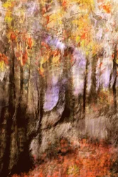 Une forêt automnale aux couleurs chatoyantes