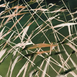 Résumé de « Whispering Reeds »