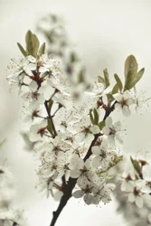 Fleurs blanches du printemps