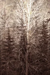 Lumière de la forêt en hiver