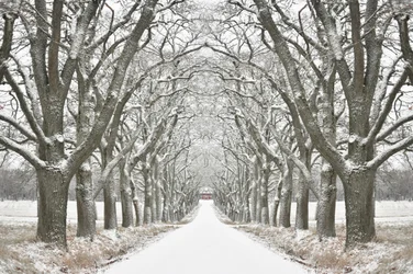 Une route bordée d