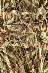 Terre tissée