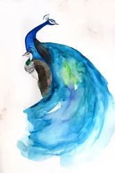 Le majestueux paon bleu