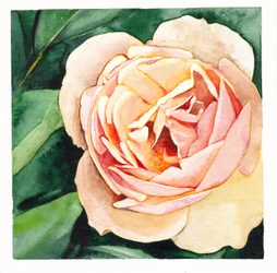 Rose pêche tendre