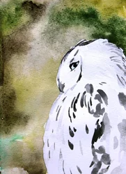 Aquarelle : Chouette des neiges