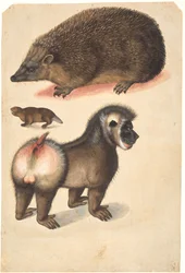Un hérisson, un castor et un babouin mâle