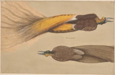 Deux oiseaux de paradis morts, un mâle et une femelle