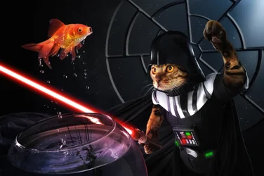 La bataille galactique des poissons de Cat