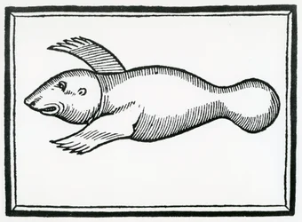 Un poisson appelé 