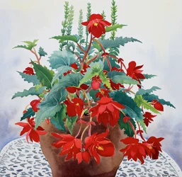 Bégonia