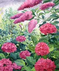 Hortensias de jardin et buddleia