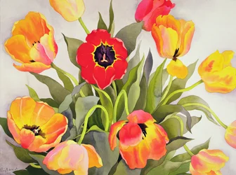 Tulipes orange et rouges