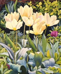Tulipes pâles