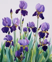 Iris pourpres