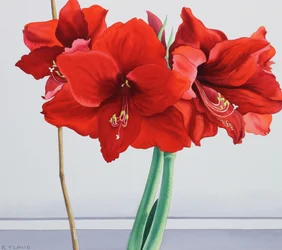 Amaryllis rouge