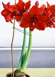 Amaryllis Rouge 2
