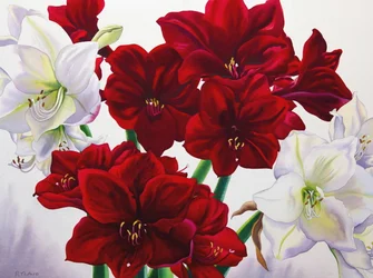Amaryllis rouges et blanches, 2008