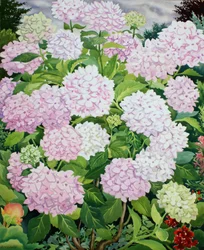 Hortensia blanc