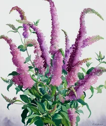 Buddleia sauvage