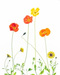 Coquelicots et marguerites joyeux