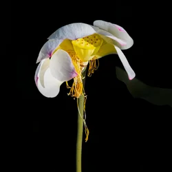 La beauté fanée du lotus