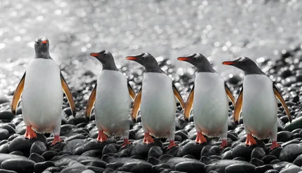 Cinq pingouins curieux