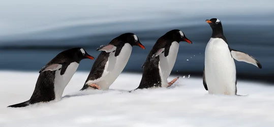 Le manchot de Gentoo en action