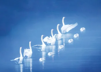 Cygnes gracieux sur les eaux bleues