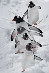 Des pingouins dans la neige