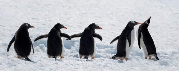 Des manchots en promenade dans la neige