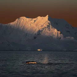 Queue de baleine au coucher de soleil doré