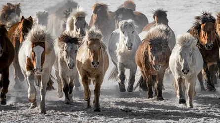 La charge des chevaux sauvages