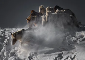 Chevaux sauvages dans la neige